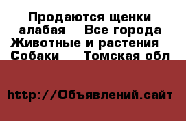 Продаются щенки алабая  - Все города Животные и растения » Собаки   . Томская обл.